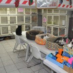 cats feels free to do what every they want in the largo Argentina cat shelter