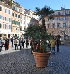 Trastevere is the 13th rione of Rome and is located on the west bank of the Tiber River
