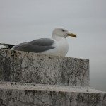 Unusual encounters with seagulls